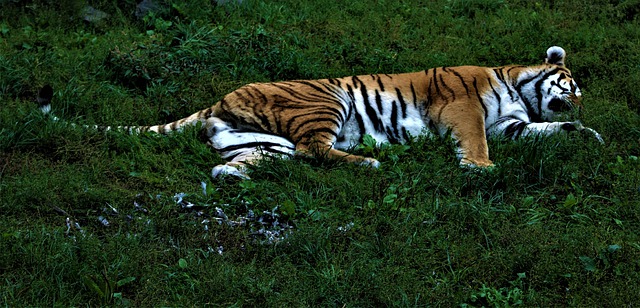 सपने में सोते हुए शेर को देखने का मतलब | Sapne Mein Sote Huye Sher Ko Dekhne Ka Matlab